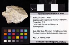 Foto (Objket + Etiketten) von Gastrosacus levocardiacus (Robins, Feldmann & Schweitzer, 2013) 